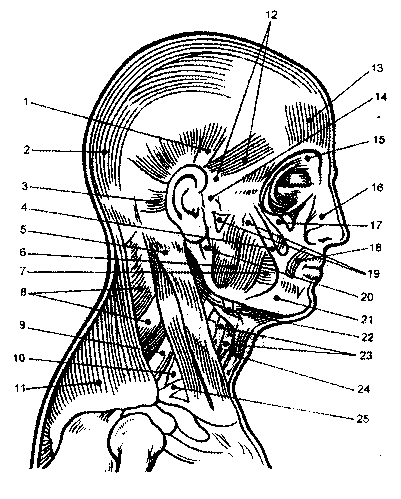 Гальванизация и электрофорез в косметологии